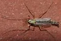 Chironomus dilutus - photo 3