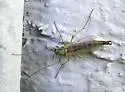 Chironomus dilutus - photo 4