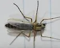 Chironomus dilutus - photo 5