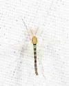 Chironomus dorsalis