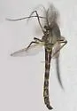 Chironomus melanescens