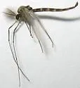 Chironomus melanescens - photo 2