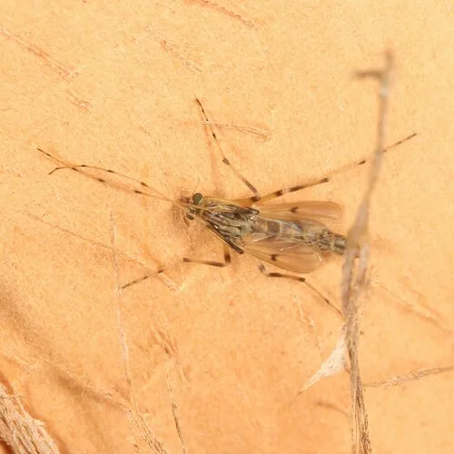 Chironomus nepeanensis