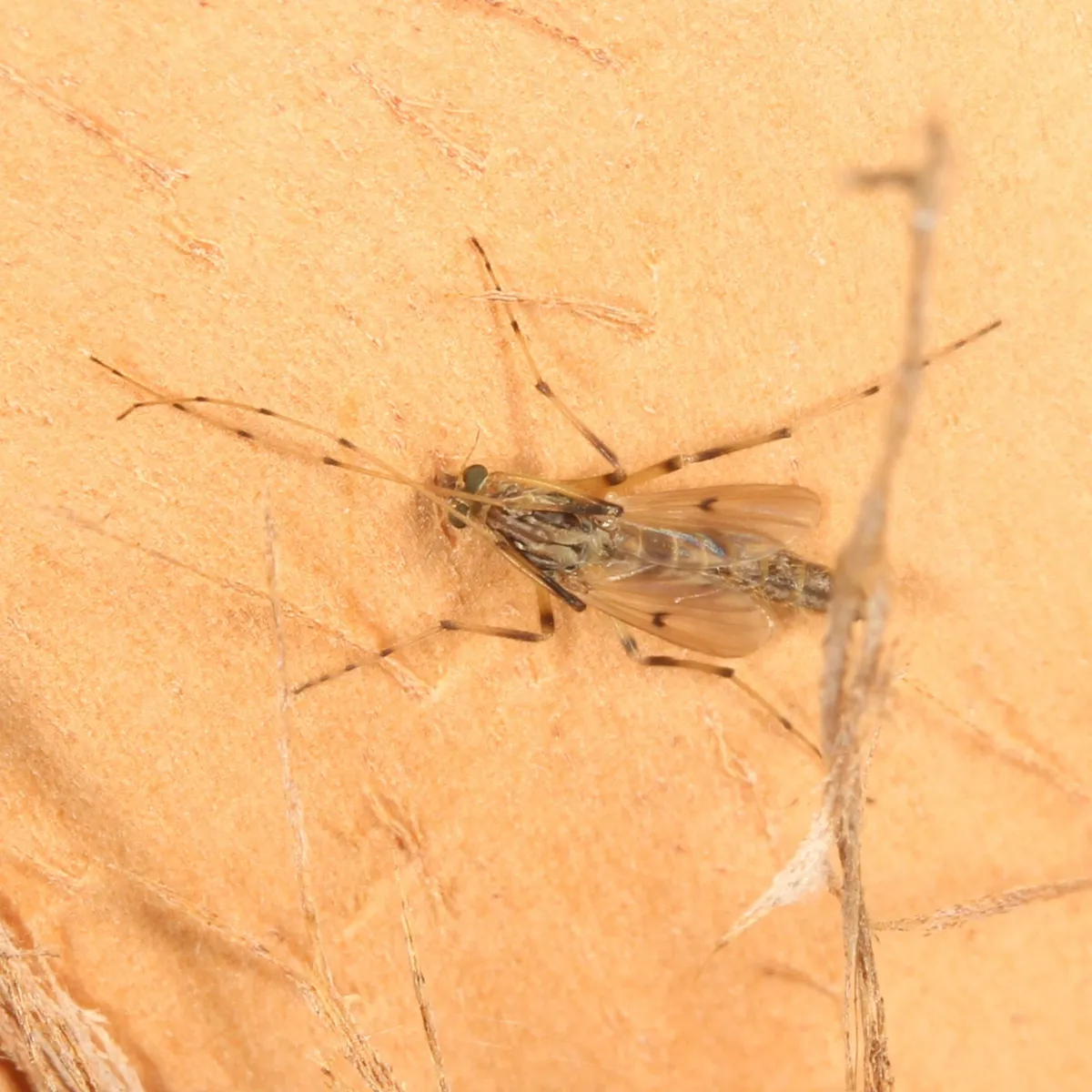 Chironomus nepeanensis - photo 3