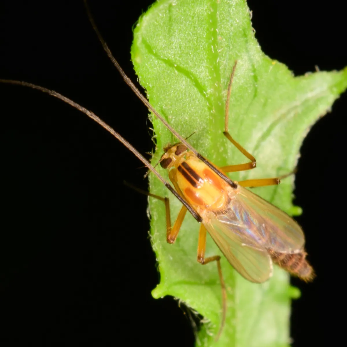 Chironomus ochreatus