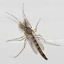 Chironomus plumosus