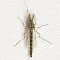Chironomus plumosus - photo 2