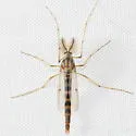 Chironomus plumosus - photo 4