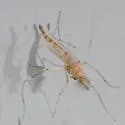 Chironomus staegeri