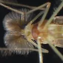 Chironomus staegeri - photo 2