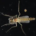 Chironomus staegeri - photo 3