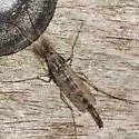 Chironomus staegeri - photo 4