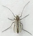 Chironomus whitseli - Chironomus whitseli