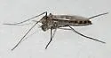 Chironomus whitseli - photo 2