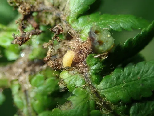 Chirosia betuleti