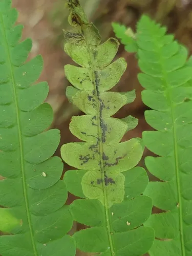 Chirosia filicis