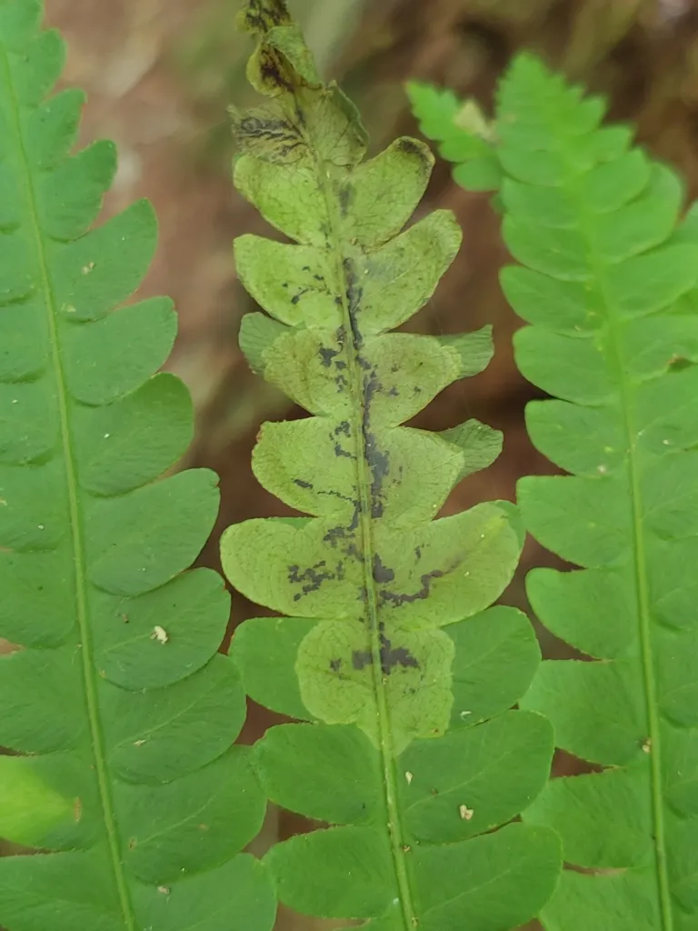 Chirosia filicis - photo 2