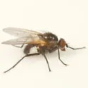 Chirosia flavipennis