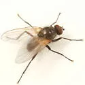 Chirosia flavipennis - photo 2