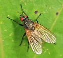 Chirosia flavipennis - photo 3