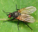 Chirosia flavipennis - photo 4