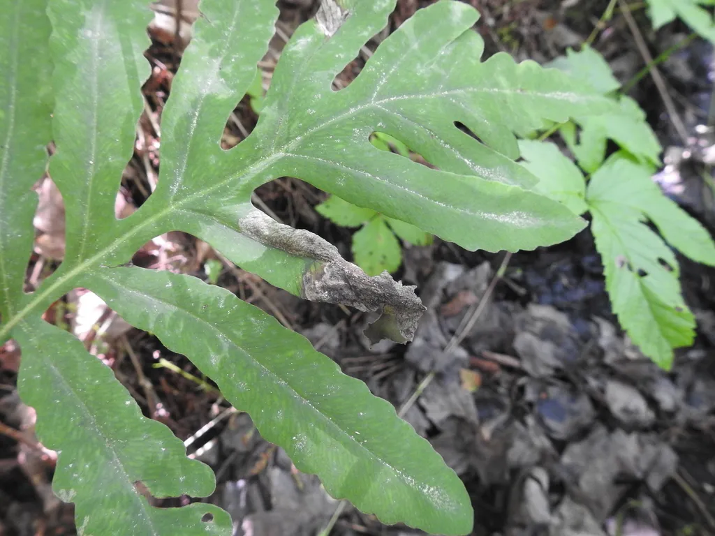 Chirosia gleniensis