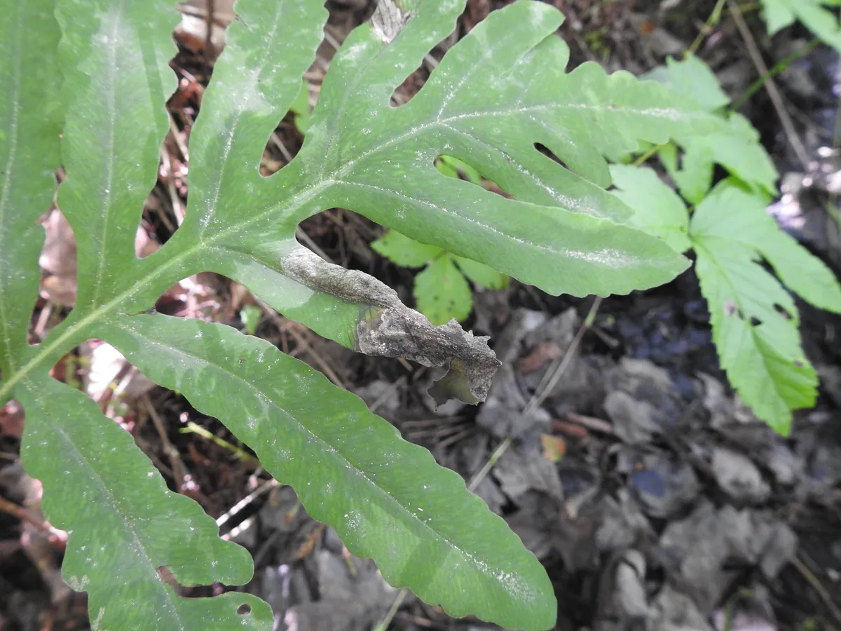 Chirosia gleniensis - photo 2