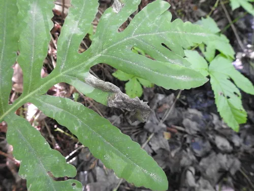 Chirosia gleniensis - photo 3