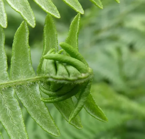 Chirosia grossicauda