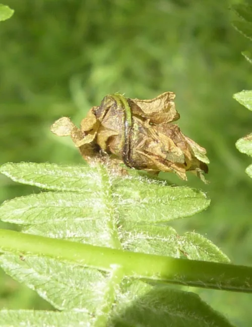 Chirosia grossicauda - photo 2