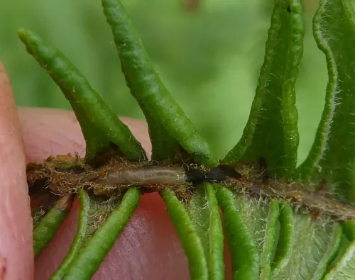 Chirosia grossicauda - photo 3