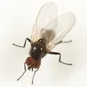 Chirosia pusillans - photo 2