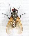 Chirosia spinosissima