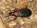 Chlaenius aestivus