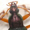 Chlaenius aestivus - photo 2