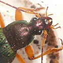 Chlaenius aestivus - photo 3