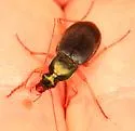 Chlaenius aestivus - photo 4