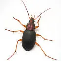 Chlaenius aestivus - photo 5