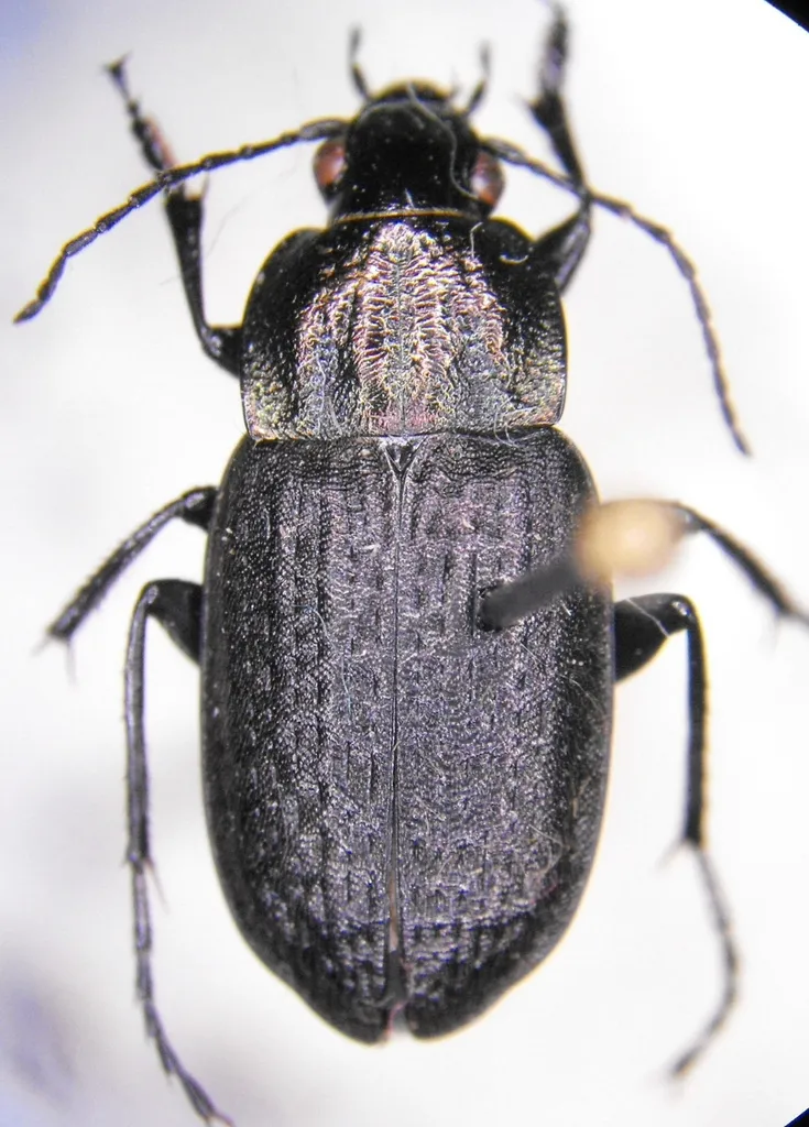 Chlaenius alternatus - photo 2