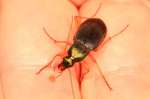 Chlaenius amoenus