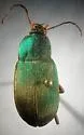 Chlaenius augustus