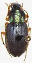 Chlaenius brevilabris