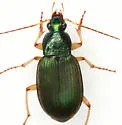 Chlaenius chaudoiri - photo 2