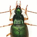 Chlaenius chaudoiri - photo 3
