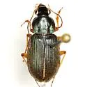 Chlaenius circumcinctus - photo 2