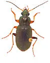 Chlaenius circumcinctus - photo 4