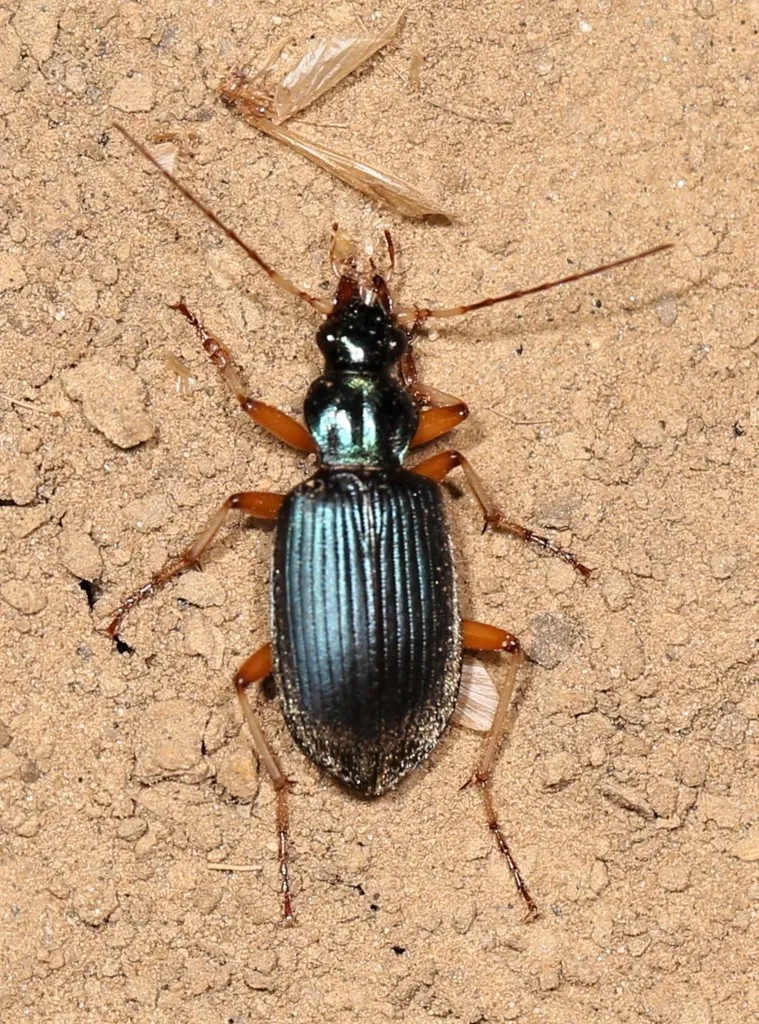 Chlaenius cordicollis - photo 2