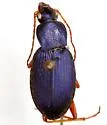 Chlaenius cumatilis - Chlaenius cumatilis