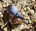 Chlaenius cumatilis - photo 2