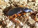 Chlaenius cumatilis - photo 3